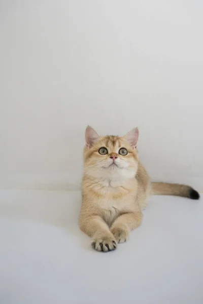 Indoor Play Time Gold British Cat Kitten White Background — стоковое фото