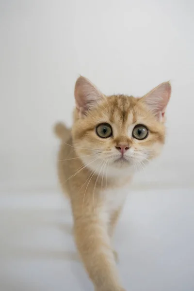 Indoor Spielzeit Für Goldenes Britisches Katzenkätzchen Mit Weißem Hintergrund — Stockfoto