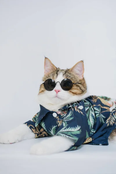 Songkran Summer Season Concept Scottish Cat Wearing Summer Cloth Sunglasses — Stock Photo, Image