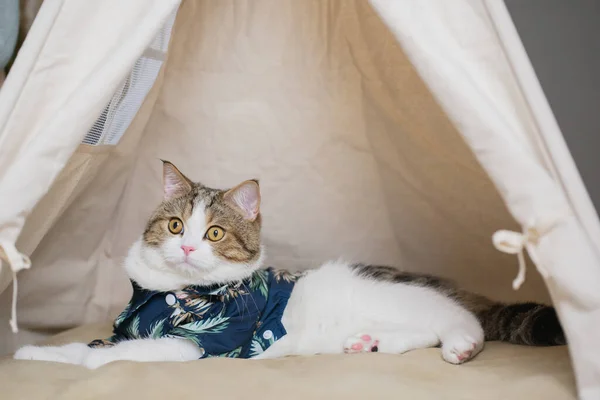 Songkran Summer Season Concept Scottish Cat Wearing Summer Cloth Play — ストック写真