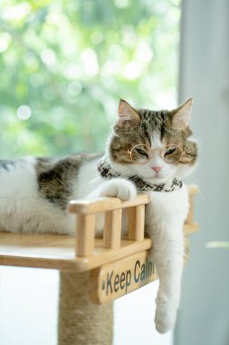 İskoç tekir kedisi oynar ve gözlük takar.