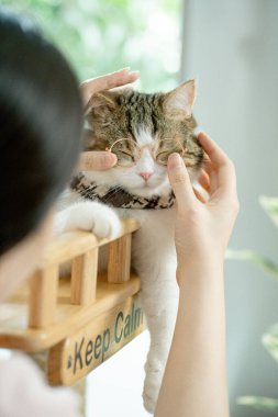 İskoç tekir kedisi oynar ve gözlük takar.