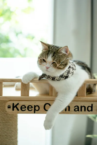 Scottish Tabby Cat Play Wear Eyeglasses — Stock Photo, Image