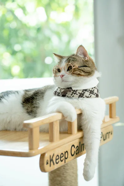 Scott Tabby Kucing Bermain Dan Memakai Kacamata — Stok Foto