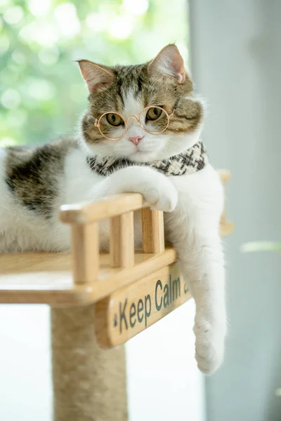 Schottisch Gestromte Katzen Spielen Und Brillen Tragen — Stockfoto