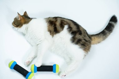 Beyaz arkaplanda dambıl ile İskoçya kedisi egzersizi