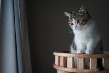 İskoç tekir kedisi duruyor ve dışarı bakıyor.