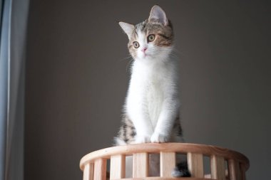 İskoç tekir kedisi duruyor ve dışarı bakıyor.