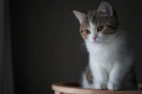 Schottisch Gestromte Katzen Stehen Und Nach Außen Schauen — Stockfoto