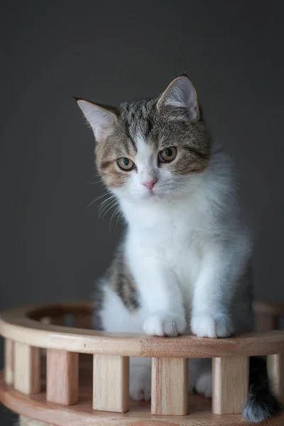 Skotský Tabby Kočka Stojí Dívá Ven — Stock fotografie
