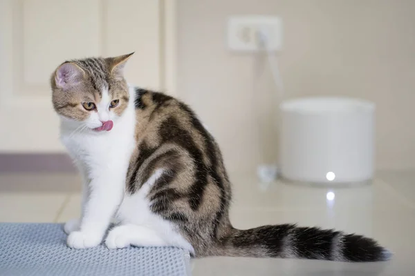 Haustieraktivität Mit Schottischen Straight Kitten Spiel Mit Spaß Und Glück — Stockfoto