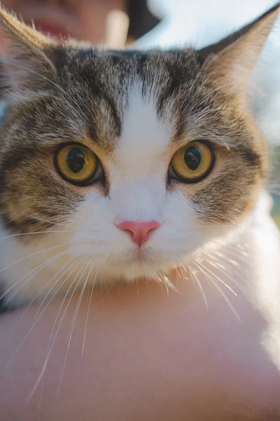 Closeup Scottish Γάτα Tabby Στο Βραχίονα Του Ιδιοκτήτη — Φωτογραφία Αρχείου
