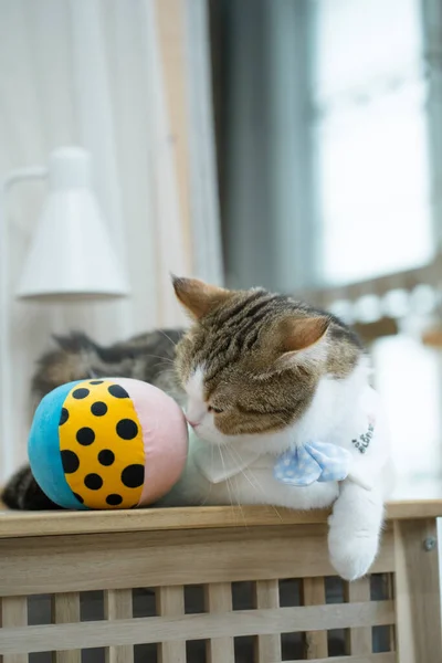 Schottische Gestromte Katze Lustig Beim Ballspielen — Stockfoto