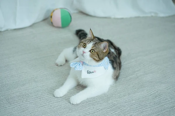 scottish tabby cat funny during play ball