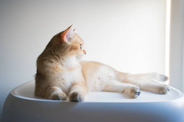 Oro Británico Gato Gatito Jugando Divertirse Sala Estar —  Fotos de Stock