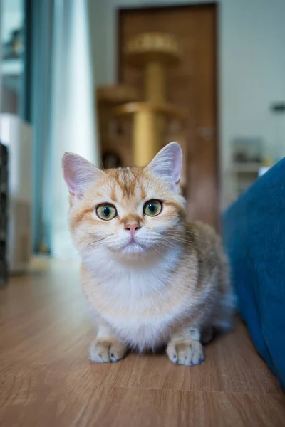 Gold British Cat Kitten Playing Having Fun Living Room — Stock Photo, Image