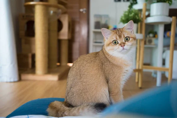 金黄色的英国猫咪在客厅里玩耍和玩乐 — 图库照片