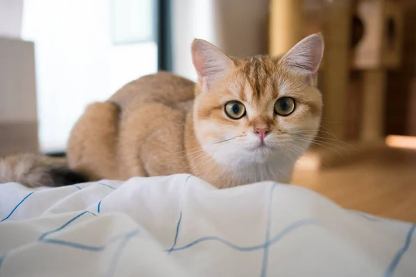 Zlato Britský Kočka Kotě Hrát Bavit Obývacím Pokoji — Stock fotografie