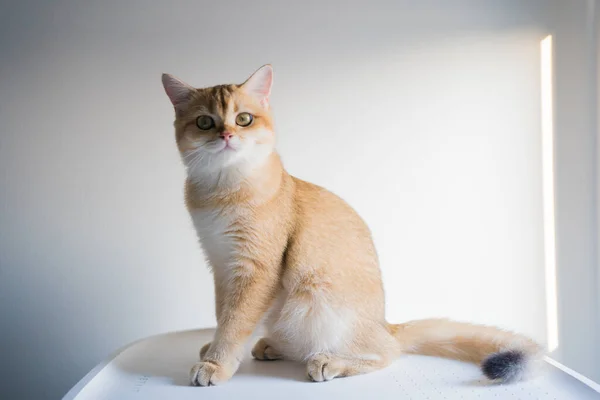 Goud Britse Kat Kitten Spelen Plezier Hebben Woonkamer — Stockfoto