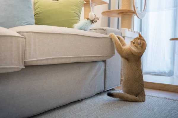 Ouro Britânico Gato Gatinho Jogando Divertindo Sala Estar — Fotografia de Stock