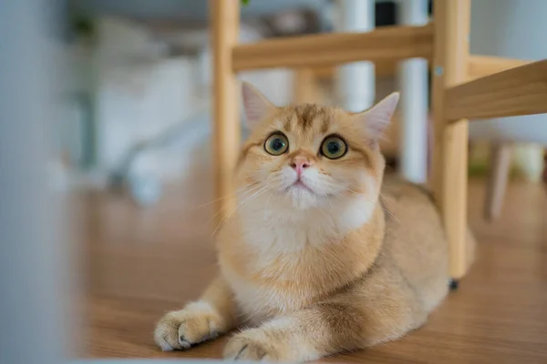 Oro Británico Gato Gatito Jugando Divertirse Sala Estar —  Fotos de Stock
