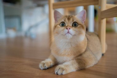 Altın rengi İngiliz kedi yavrusu oturma odasında oynuyor ve eğleniyor.