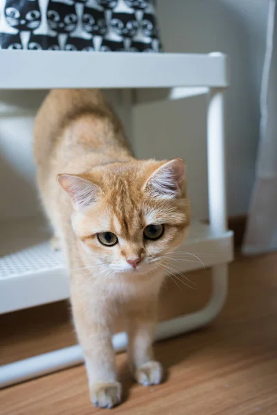 Złoty Brytyjski Kot Kotek Gra Zabawy Salonie — Zdjęcie stockowe