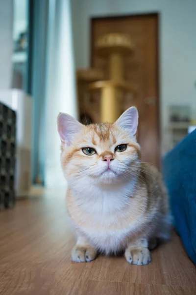 Złoty Brytyjski Kot Kotek Gra Zabawy Salonie — Zdjęcie stockowe