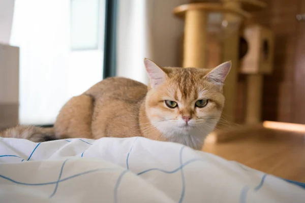 Золотий Британський Кіт Кошеня Грає Розважається Вітальні — стокове фото