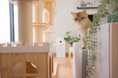 Altın rengi İngiliz kedi yavrusu oturma odasında oynuyor ve eğleniyor.