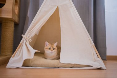Altın rengi İngiliz kedi yavrusu oturma odasında oynuyor ve eğleniyor.