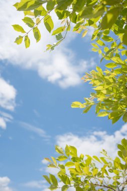 Mavi gökyüzü ve yeşil yapraklı bir yaz günü