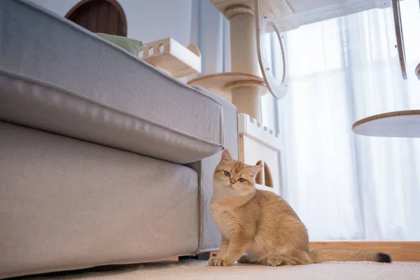 금빛털 고양이 고양이 고양이 거실에서 — 스톡 사진
