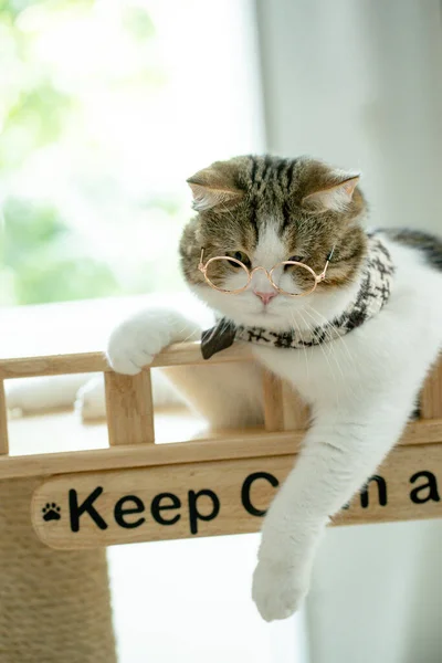 Scottish Tabby Cat Play Wear Eyeglasses — Stock Photo, Image