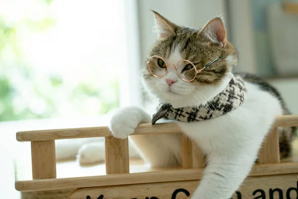 Schottisch Gestromte Katzen Spielen Und Brillen Tragen — Stockfoto