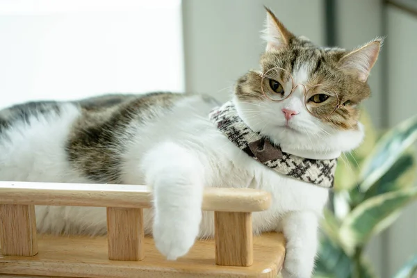 Scottish Tabby Kot Grać Nosić Okulary — Zdjęcie stockowe