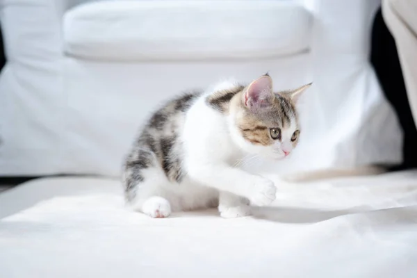 Escocês Linha Reta Tabby Clássico Gatinho Jogar Relaxar Chão — Fotografia de Stock