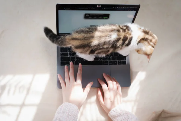 Top View Woman Play Her Cat Use Laptop Work Home — Stock Photo, Image