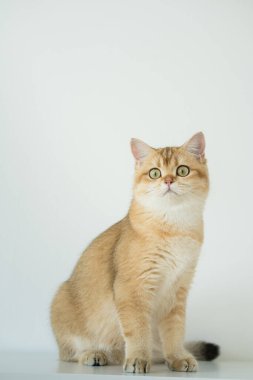 Beyaz arka planda altın rengi İngiliz kedi yavrusu