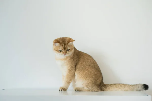 Goud Britse Kat Kitten Witte Achtergrond — Stockfoto