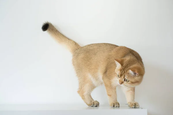 배경에 황금빛 고양이 — 스톡 사진