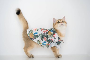 Altın rengi İngiliz kedisiyle yaz kıyafetleri içinde seyahat et ve evcil hayvan dostu bir otelde yaşa.