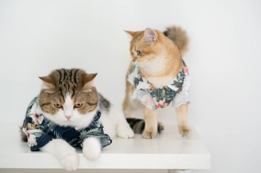 Tekir İskoç ve altın sarısı İngiliz kedisiyle yaz giysileri içinde seyahat et ve evcil hayvan dostu bir otelde yaşa.