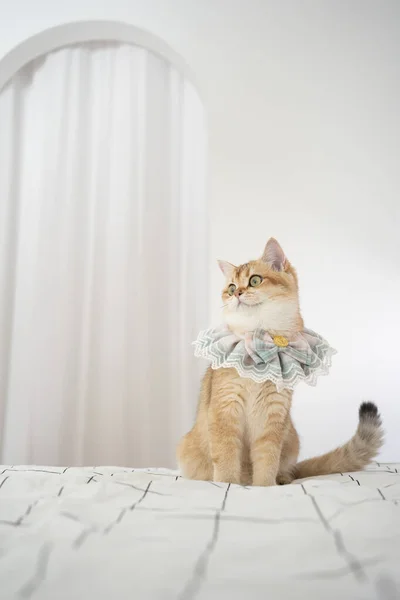Viajar Com Gato Britânico Ouro Pano Verão Viver Hotel Pet — Fotografia de Stock