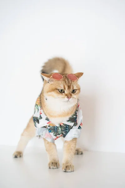 Reise Mit Goldener Britischer Katze Sommerkleidung Und Haustierfreundliches Hotel — Stockfoto
