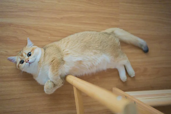 Altın Rengi Ngiliz Kedi Yavrusu Oturma Odasında Oynuyor Eğleniyor — Stok fotoğraf