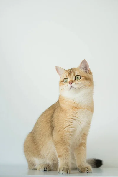 Arany Brit Macska Cica Fehér Háttér — Stock Fotó