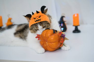 cat with halloween costume concept during play toy