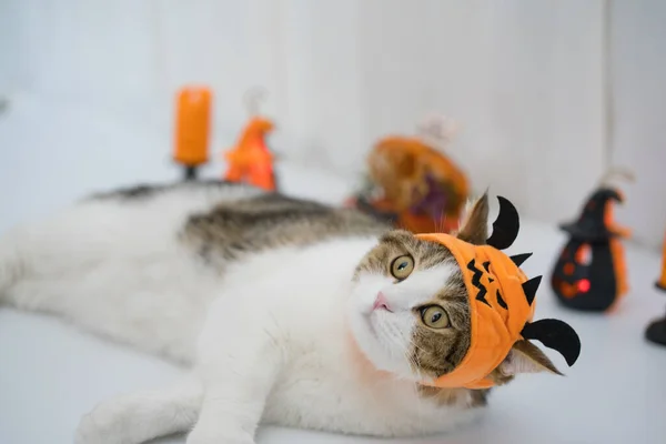 Cat Halloween Costume Concept Play Toy — стоковое фото