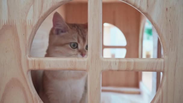 Schots Kat Britse Kat Spelen Houten Huis — Stockvideo